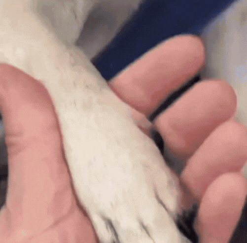 PawTrim™ - trygg kloklippning