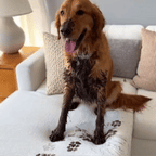 Paw Cleaner™
